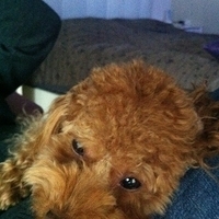Kirby.2011.12.14-012.JPG