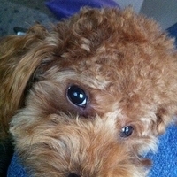 Kirby.2011.12.14-014.JPG