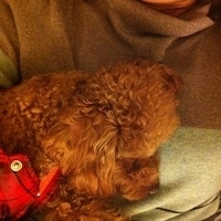 Kirby.2011.12.26-007.JPG
