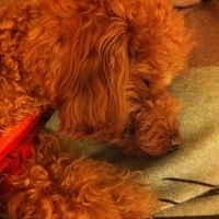 Kirby.2011.12.26-009.JPG