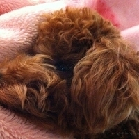 Kirby.2011.02.14-006.jpg