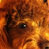 Kirby.2011.02.24-004.jpg