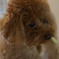 Kirby.2013.02.24-009.JPG