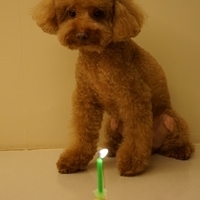 Kirby 5Y Bday