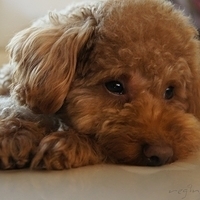 Kirby.2012.03.29-012.JPG