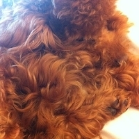 Kirby.2011.05.02-001.JPG