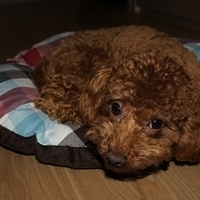 Kirby.2011.05.23-003.JPG