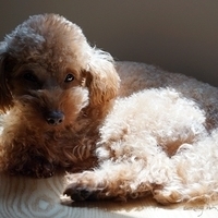 Kirby.2012.05.22-001.JPG