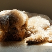 Kirby.2012.05.22-002.JPG
