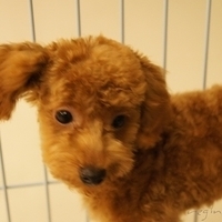 Kirby.2010.11.13-007.JPG