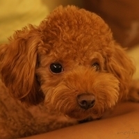 Kirby.2011.11.11-001.JPG