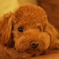 Kirby.2011.11.11-002.JPG