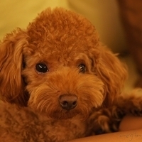 Kirby.2011.11.11-004.JPG