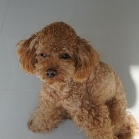 Kirby.2011.11.21-001.JPG