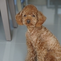 Kirby.2011.11.21-003.JPG