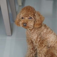 Kirby.2011.11.21-004.JPG