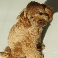 Kirby.2011.11.21-005.JPG