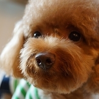 Kirby.2012.11.07-013.JPG
