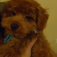 Kirby.2010.10.22-001.JPG
