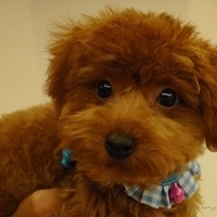 Kirby.2010.10.22-005.JPG