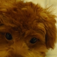 Kirby.2010.10.22-007.JPG