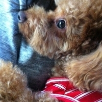 Kirby.2012.10.26-007.JPG