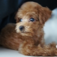 Kirby.2010.09.05-005.JPG