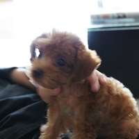 Kirby.2010.09.05-012.JPG