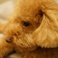 Kirby.2014.09.13-004
