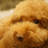 Kirby.2014.09.13-005
