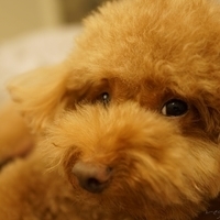 Kirby.2014.09.13-006