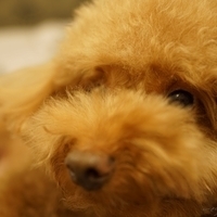 Kirby.2014.09.13-009