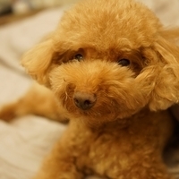 Kirby.2014.09.13-012