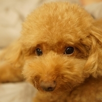 Kirby.2014.09.13-013