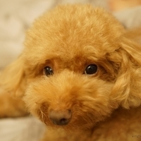 Kirby.2014.09.13-016