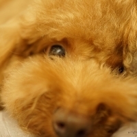 Kirby.2014.09.13-018