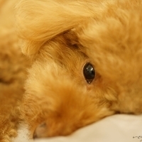 Kirby.2014.09.13-019