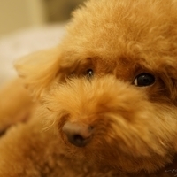 Kirby.2014.09.13-020