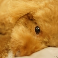 Kirby.2014.09.13-022