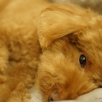 Kirby.2014.09.13-023