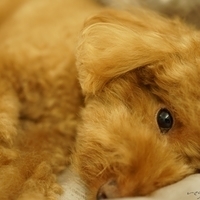 Kirby.2014.09.13-026