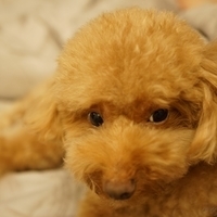 Kirby.2014.09.13-027