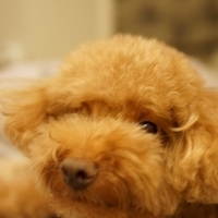 Kirby.2014.09.13-028