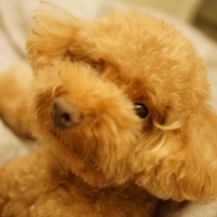 Kirby.2014.09.13-029