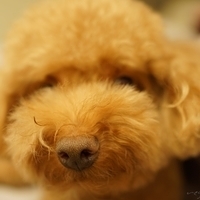 Kirby.2014.09.13-030