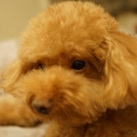 Kirby.2014.09.13-032