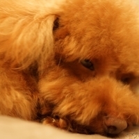 Kirby.2014.09.20-003