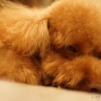 Kirby.2014.09.20-004